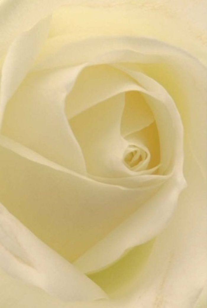 There's a quiet poetry to this white rose, captured in exquisite detail from the florist workshop steps away from Westminster Abbey. Each petal, a study in softness, layers atop the next to create a tranquil spiral of creamy whites and faint blush. Light glides along the matte, almost buttery texture, illuminating gentle gradients that shift from pure white at the center to translucent at the tips. The entire composition radiates a subtle glow, as if the flower has absorbed and now softly reflects the rays filtering through the storied streets of Westminster. Such blooms are the perfect accompaniment to deeply felt occasions: a silent apology, an elegant wedding at a local parish, or an intimate memorial near the Thames. The impeccable symmetry holds the eye, while the lightly perfumed air hints at a serene floral aroma-an olfactory embrace. This rose, artfully curated by Westminster Florist, stands as an offering of purity and resilience, its beauty enhanced by thoughtful artistry and the rich traditions of its surroundings. It's a flower that quietly uplifts and comforts, no matter the sentiment you need to share.